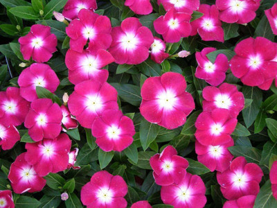 Aywal Vinca rosea Dwarf Mixed Flower Seed(60 per packet)