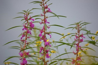 CYBEXIS GUA-49 - Himalayan Balsam Plant - (30 Seeds) Seed(30 per packet)
