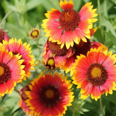 CYBEXIS GUA-66 - Gaillardia ‘Mix’ F1 Hybrid Flower - (180 Seeds) Seed(180 per packet)