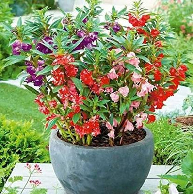 CYBEXIS Balsam Mixed Color Hybrid Flower Seeds Seed(1 g)