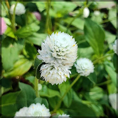 CYBEXIS LXI-39 - Gomphrena White Flower / Gomphrena globosa / Vaada Malli - (60 Seeds) Seed(60 per packet)
