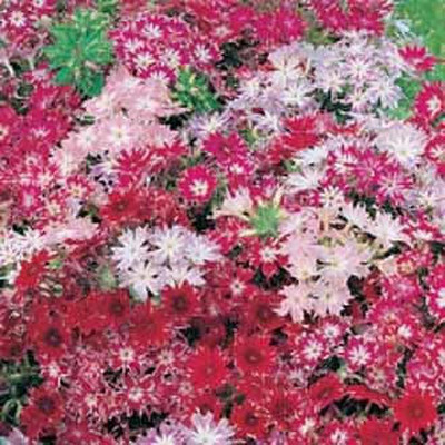Mozette Phox twinkle Flower Seed(42 per packet)