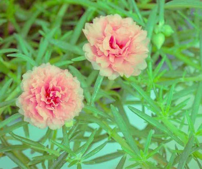 VibeX NDIR-85 - Portulaca pink flower - (100 Seeds) Seed(100 per packet)
