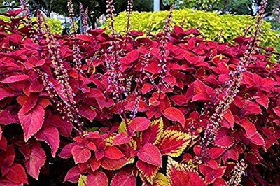 CYBEXIS Dragon Hybrid Coleus Plectranthus Scutellarioides Seeds Seed(100 per packet)