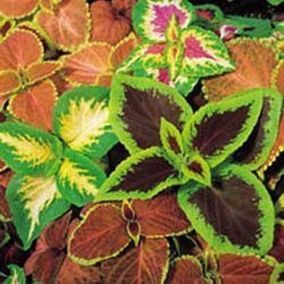 CYBEXIS TLX-75 - Wafer Coleus - Top Crown - High Germination - (1350 Seeds) Seed(1350 per packet)