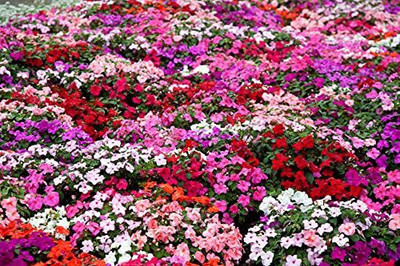 CYBEXIS TLX-7 - Balsam Mixed Flower For All Season - (270 Seeds) Seed(270 per packet)