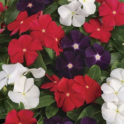 KANAYA Vinca Dwarf Mix Seed(18 per packet)
