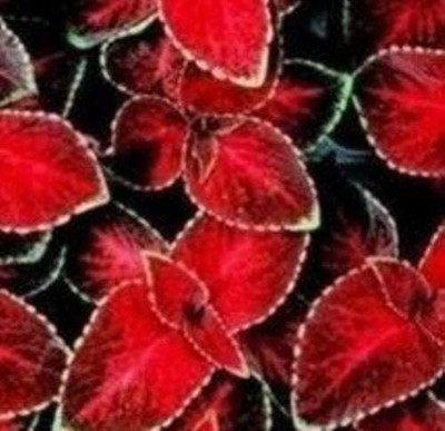 CYBEXIS Wafer Coleus - Wizard Velvet Red Seeds - High Germination Seed(100 per packet)