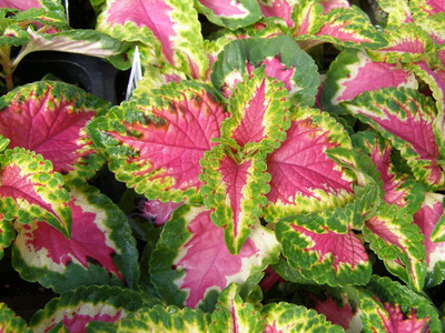 WILLVINE PUAS-67 Coleus seeds KONG SALMON PINK Seed(100 per packet)