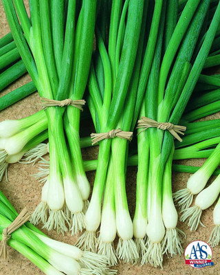 Mozette Bunching Onion Vegetable Seed(37 per packet)
