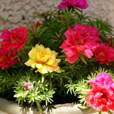 CYBEXIS Portulaca Moss Rose Sundial Mix SEEDS Seed(50 per packet)