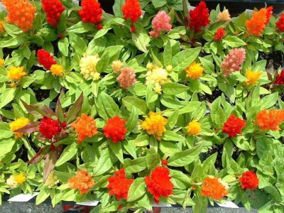 CYBEXIS XLL-69 - Celosia Mix Large flowers also called Cockscomb - (540 Seeds) Seed(540 per packet)