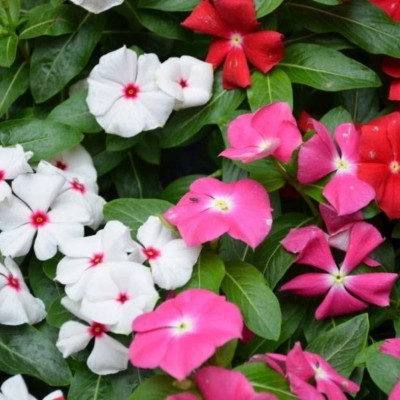 VibeX VVI-4 - GARDEN VINCA PACIFICA HYBRID MIX FLOWER - (180 Seeds) Seed(180 per packet)