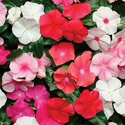 VibeX LX-98 - Vinca Mix F1 Hybrid - (60 Seeds) Seed(60 per packet)
