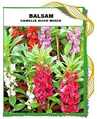 CYBEXIS GBPUT-27 - Imported Balsam Bush - (30 Seeds) Seed(30 per packet)