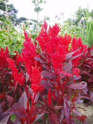 VibeX XLL-52 - China Town Red Celosia/Cockscomb thrive in heat & sun - (540 Seeds) Seed(540 per packet)