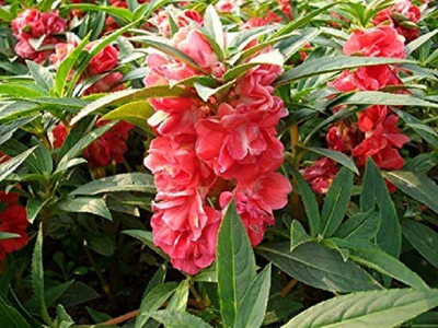 VibeX NBIR-59 - Balsam Double Mixed colour Flower - (270 Seeds) Seed(270 per packet)