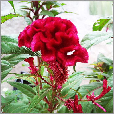 CYBEXIS XLR-40 - Cockscomb Rose/Red (Celosia) Flower - (540 Seeds) Seed(540 per packet)