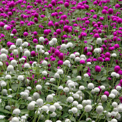 Aywal Gomphrena Choice Mix Seed(90 per packet)