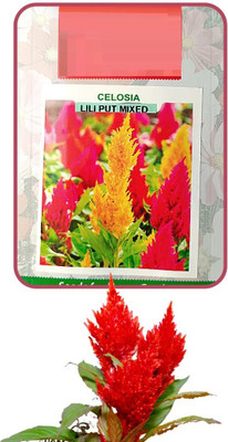 CYBEXIS VXI-87 - CELOSIA - LILIPUT MIXED -Flower - (60 Seeds) Seed(60 per packet)