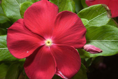 VibeX GBPUT-78 - VINCA ROSEA CRANBERRY MIXED FLOWER - (180 Seeds) Seed(180 per packet)