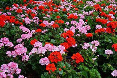 Paudha Geranium FLOWER Seed(36 per packet)