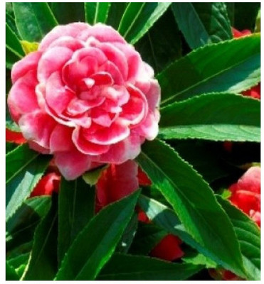 VibeX NBIR-42 - Balsam Rose (Gulab) Flower - Hybrid - (270 Seeds) Seed(270 per packet)