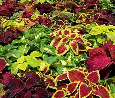 CYBEXIS Coleus Rainbow Mixed Seeds Seed(100 per packet)