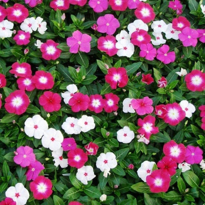VibeX GBPUT-95 - Vinca Mix F1 Hybrid - (60 Seeds) Seed(60 per packet)