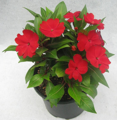 CYBEXIS VXI-53 - CHINESE BALSAM-PLANT IMPATIENS WALLERIANA - (30 Seeds) Seed(30 per packet)