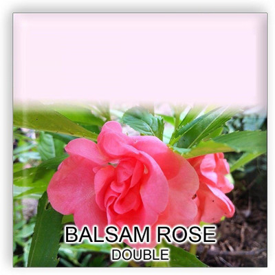 VibeX LX-30 - Balsam Rose Double Mixed Flower - (270 Seeds) Seed(270 per packet)