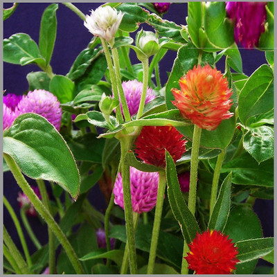 VibeX XLL-1 - Gomphrena (Mixed Color) Flower - (60 Seeds) Seed(60 per packet)