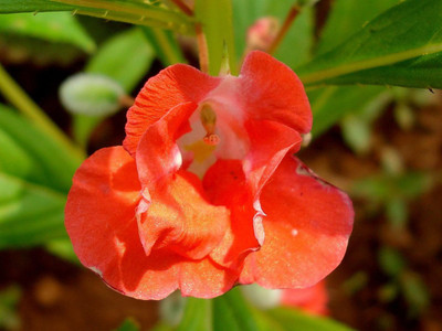 CYBEXIS ATS-50 - Himalayan Balsam Plant - (30 Seeds) Seed(30 per packet)