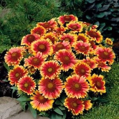 CYBEXIS VVI-21 - Arizona Sun Gaillardia Beautiful Bright Large Cut Flower - (540 Seeds) Seed(540 per packet)