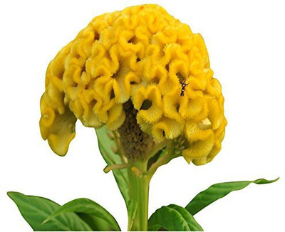 CYBEXIS TLX-24 - Celosia Cristata Perennial Flower Yellow - (60 Seeds) Seed(60 per packet)