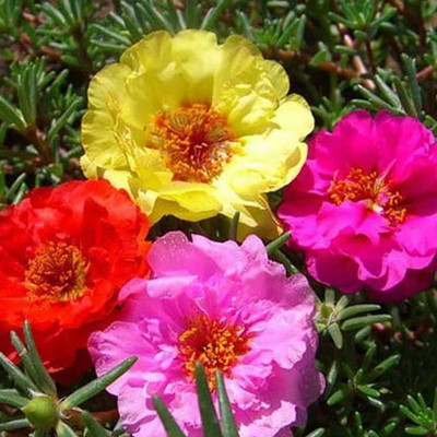 KANAYA 11'o Clock Flower Seed(28 per packet)