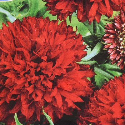 CYBEXIS HUA-82 - GAILLARDIA FLOWER - (540 Seeds) Seed(540 per packet)