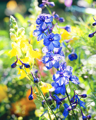 Mozette Larkspur Flower Seed(22 per packet)
