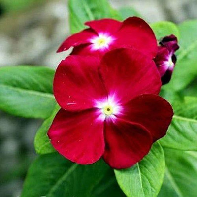CYBEXIS NBIR-42 - Vinca F1 Nana Rose Flowering - (60 Seeds) Seed(60 per packet)