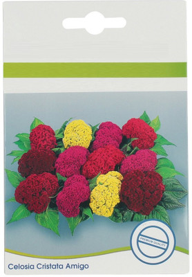 CYBEXIS Imported Celosia Cristata or Cockscomb Seeds Seed(1 g)