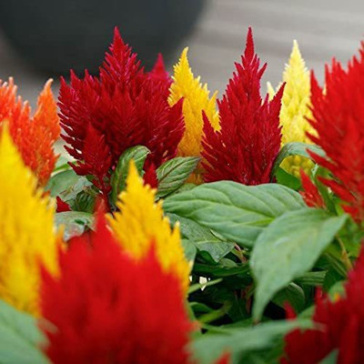 VibeX VVI-21 - Kimono Mix Celosia Desnly-Packed Feathery Flowers - (60 Seeds) Seed(60 per packet)