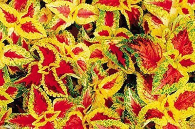 CYBEXIS Coleus Wizard Pastel Seeds - Very Colourful Seed(1 g)