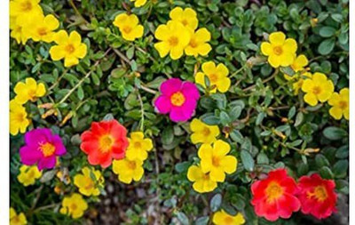 CYBEXIS XL-80 - Portulaca Double Mixed Color - Desi Flower - (100 Seeds) Seed(100 per packet)