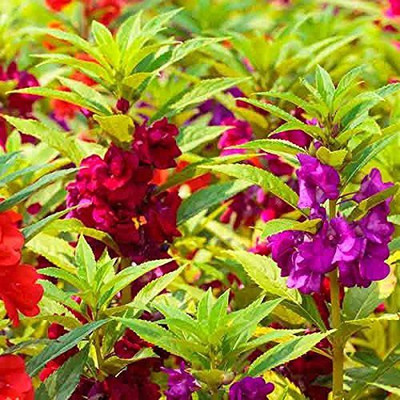 CYBEXIS Handpicked Balsam Flower seed Seed(1 g)