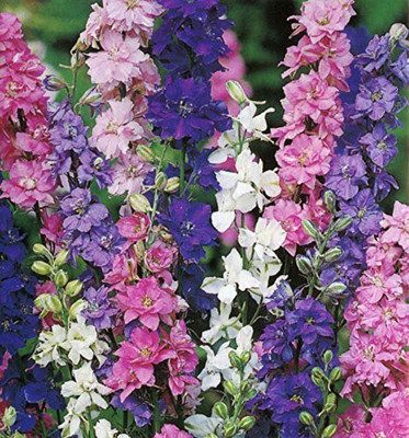 Mozette Larkspur Flower Seed(17 per packet)