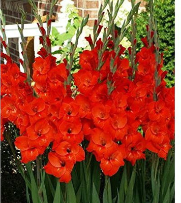 Udanta Sword Lily Gladiolus Good Bulbs Big stick Flower For Home Garden [33 Pcs Red] Seed(33 per packet)