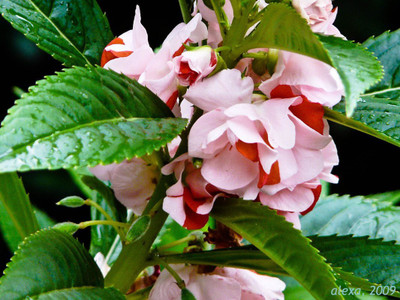 CYBEXIS VXI-19 - Balsam Rosemine Flower - (90 Seeds) Seed(90 per packet)