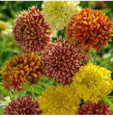 CYBEXIS XLR-91 - Flower | Gaillardia Mix - (540 Seeds) Seed(540 per packet)