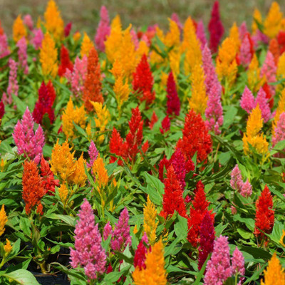 CYBEXIS NBIR-93 - CELOSIA - PLUMOSA MIXED-Flower - (60 Seeds) Seed(60 per packet)