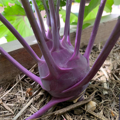Mozette Knol- Khol purple Vegetable Seed(32 per packet)